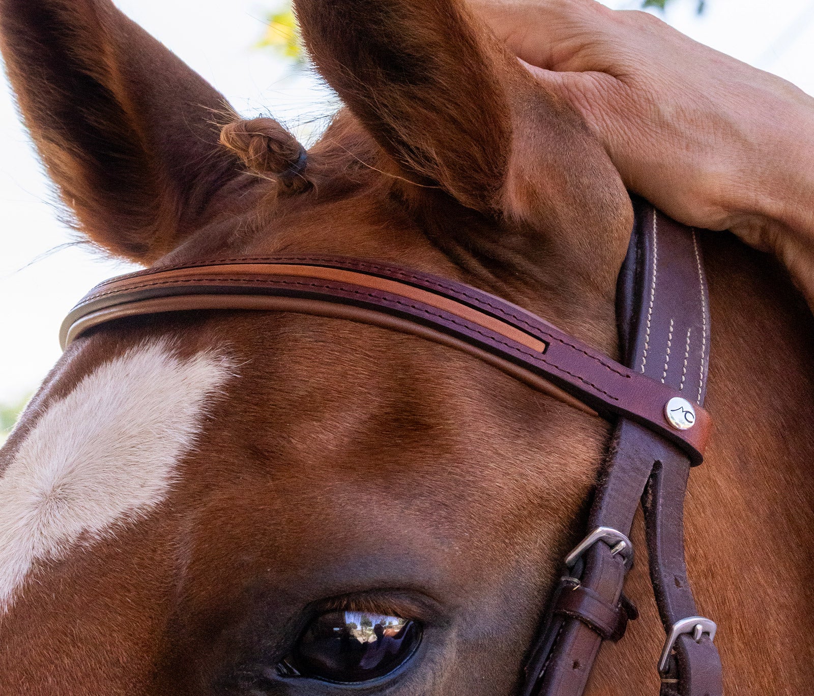 FRONTAL HAVANE LISERÉ PONEY/CHEVAL