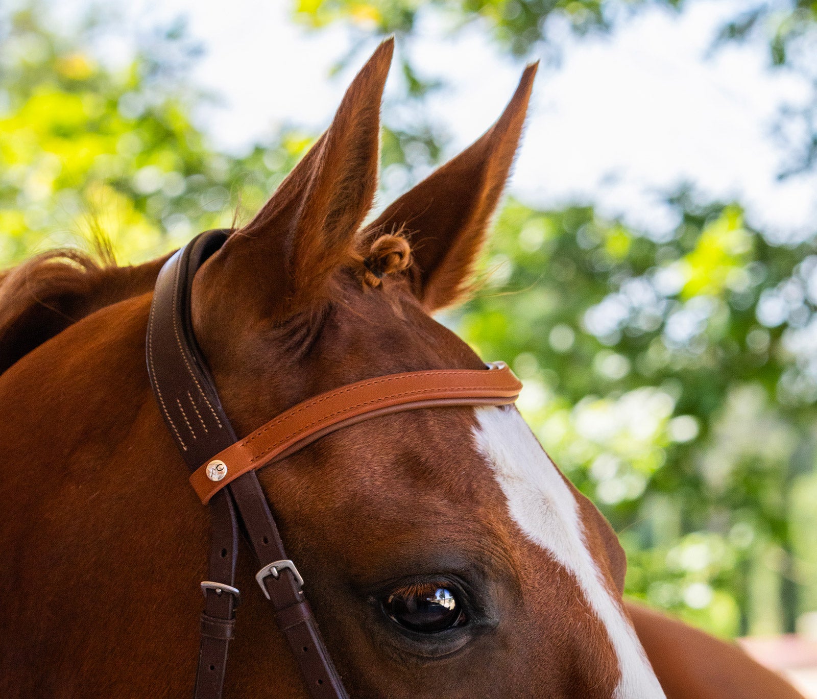 FRONTAL HAVANE PLEIN PONEY/CHEVAL